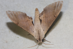 Pseudoclanis postica