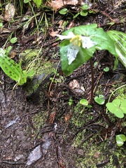 Trillium ovatum ovatum