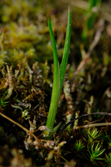 Olsynium douglasii