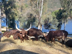 Bos indicus × taurus