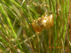 Apoda limacodes
