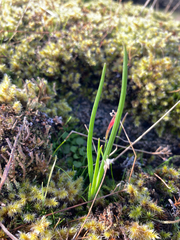 Olsynium douglasii