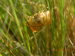 Apoda limacodes