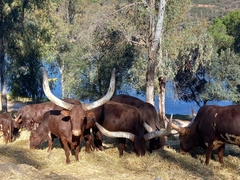 Bos indicus × taurus