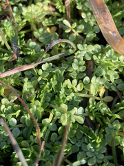 Limnanthes macounii