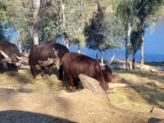 Bos indicus × taurus