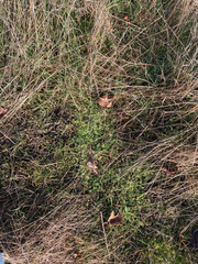 Limnanthes macounii