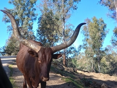 Bos indicus × taurus