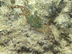 Grapsus albolineatus