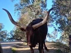 Bos indicus × taurus