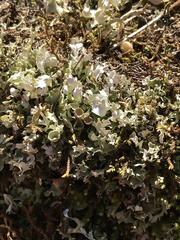 Cladonia turgida image