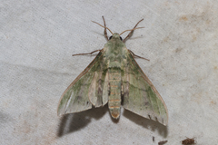 Chloroclanis virescens