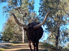Bos indicus × taurus