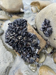 Xenostrobus neozelanicus
