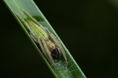 Eustala fuscovittata