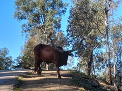 Bos indicus × taurus