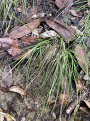 Festuca viridula
