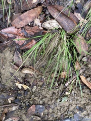Festuca viridula