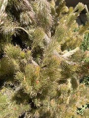 Ceratophyllum demersum