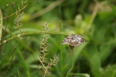 Chiomara asychis