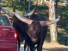 Bos indicus × taurus