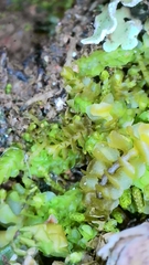 Scapania compacta