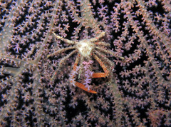 Hyastenus bispinosus