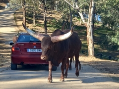 Bos indicus × taurus