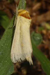 Antheua spurcata