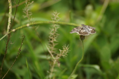 Chiomara asychis