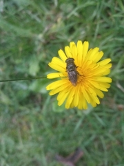 Asemosyrphus