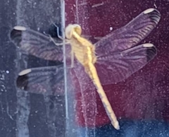 Erythrodiplax atroterminata