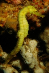 Hippocampus comes