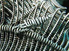 Laomenes amboinensis