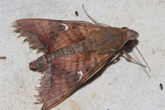 Nephele comma