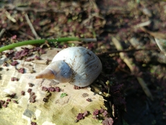 Lymnaea stagnalis