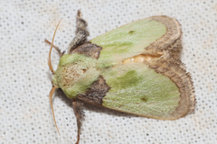 Lasiocampoidea