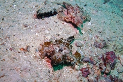 Eurypegasus draconis