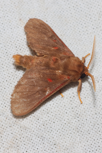 Rhabdomarctia rubrilineata
