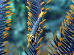 Laomenes amboinensis