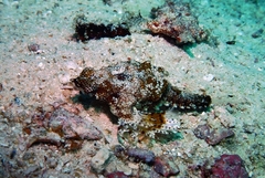 Eurypegasus draconis