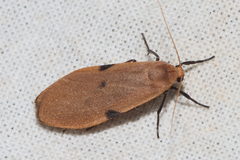 Archithosia costimacula