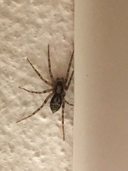 Liocranum rupicola