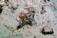 Eurypegasus draconis