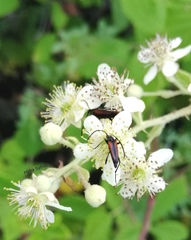 Stenurella melanura
