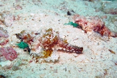 Eurypegasus draconis