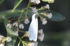 Leptophobia aripa