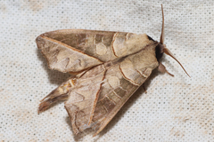 Peratodonta