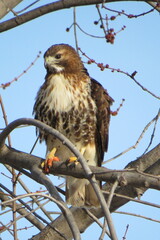 Buteo jamaicensis