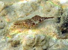 Leander tenuicornis